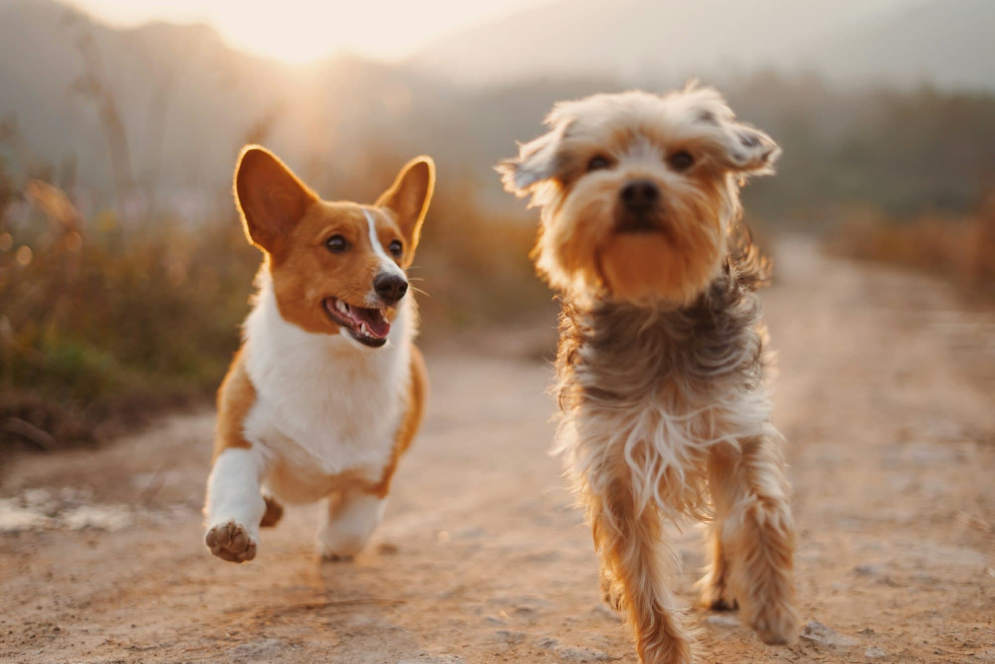 Happy dog running with owner